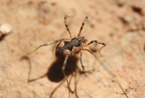 Dasylobus sp.